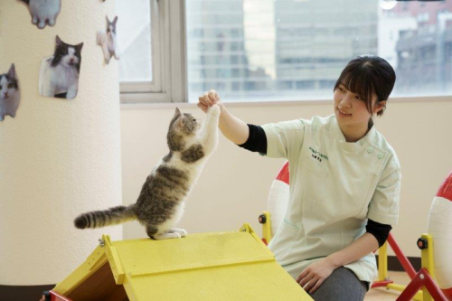 安い 仙台総合ペット専門学校 パンフレット